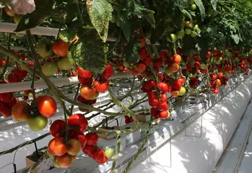 La conduite économe en énergie a tendance à augmenter le poids moyen de fruits et à réduire leur  nombre.