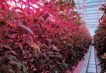 Deux types d’éclairage (Philips à gauche, Red à droite) ont donné des résultats agronomiques proches mais avec des niveaux de consommation différents.