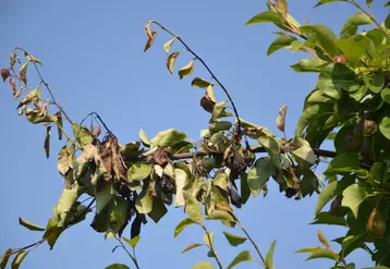 Le changement climatique pourrait favoriser l’arrivée du feu bactérien en Val de Loire. 
