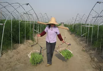 En raison du climat de mousson subtropical, les asperges sont cultivées sous tunnel plastique, pour éviter les risques de brûlure.