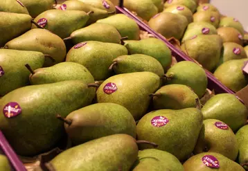 La variété Xenia est la variété club de poire la plus plantée en Europe.