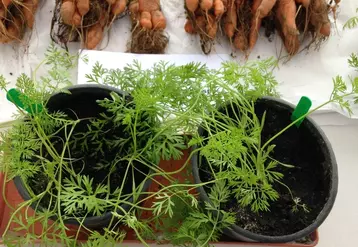 La présence de nématodes entraîne des baisse de rendement très significatives, pouvant aller jusqu’à la perte totale de la parcelle.