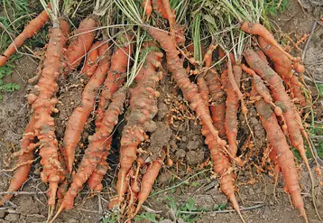 Les Meloidogynes spp ou nématodes à galles provoquent de grosses galles sur le pivot et sur les racines secondaires.