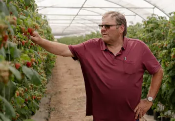 « Nous nous sommes lancés dans les framboises en 2011, cultivées entièrement sous tunnel », se souvient Peter Fehmel.