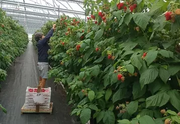 À Sicoly, le marché des petits fruits rouges est en augmentation depuis trois ans. La coopérative mobilise ses adhérents.