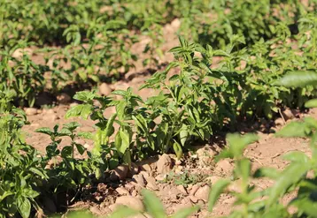 Le basilic fait partie de la gamme des aromates qu'il est possible de produire en plein champ et sous abri. 