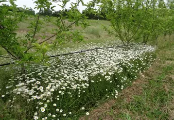La marguerite s’est développée rapidement avec un recouvrement plus hétérogène que l’achillée millefeuille (photo mai 2020).