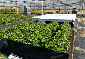 Le système d'occultation mis en place a permis de recouvrir intégralement, de façon automatisée, les plants d’un plastique double face.