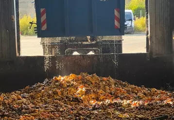 La société Mutatec recycle les sous-produits de l'agriculture, notamment des fruits et légumes écartés ou invendus, grâce aux mouches-soldats noires qu'elle élève.