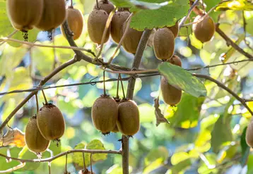 Cette année, la récolte des kiwis des producteurs réunis au sein du BIK a été tardive à cause des fortes pluies.