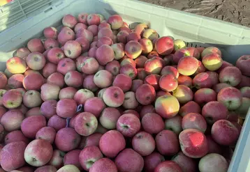Pallox de pommes Pink Lady au verger.