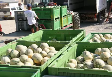 Le Sud-Est s'est nettement développé depuis dix ans. Ce bassin représente 54 % de la production nationale.