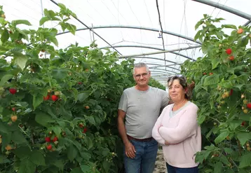 Mireille et Thierry Durand ont spécialisé leur exploitation dans la framboise et maintenant la mûre. 