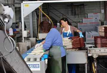 En 2023, l’alternance des journées chaudes et plus fraîches a permis une augmentation des quantités produites sans pic de production.