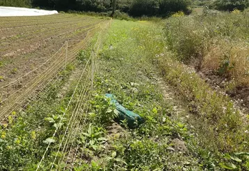 Les filets sont régulièrement utilisés pour se préserver des dégâts de lapins et de lièvres, mais aussi en double rang, comme ici pour protéger cette parcelle de ...