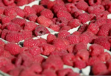 Gros plan de framboises en baquettes carton neutres.