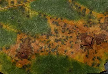 De petites pycnides noires sont observées sur les taches.