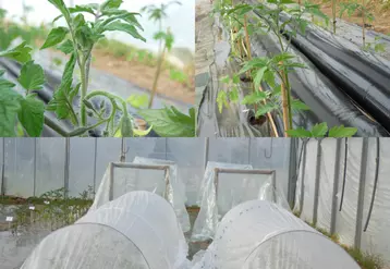 techniques précocité tomate