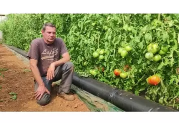 Thierry Nania, producteur de tomates bio dans les Bouches-du-Rhône