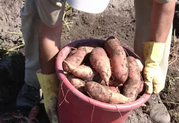 Seau de patates douces lors de la récolte en Caroline du Nord. 