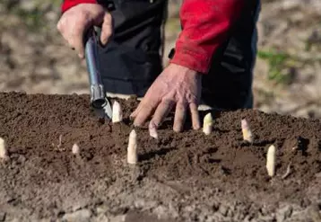 Producteur dans son champs d'asperges des Landes