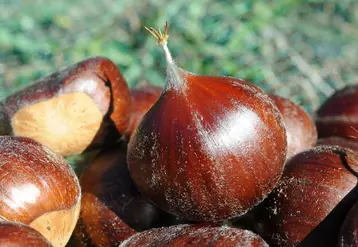 Chataîgne sans bogue