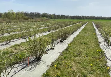 L’irrigation du cassis est considérée comme essentielle dans les régions où la pluviométrie annuelle est inférieure à 750 mm.