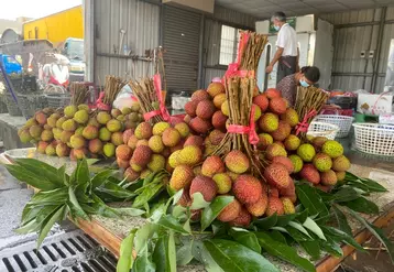 Taïwan est l’un des plus gros producteurs de litchis au monde et cultive « Haak Yip », nom local de la variété gouteuse Black Leaf, qui représente 80 % des arbres ...