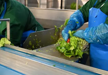 La salade IVe gamme est devenu un produit du quotidien que les Français continuent d'acheter.