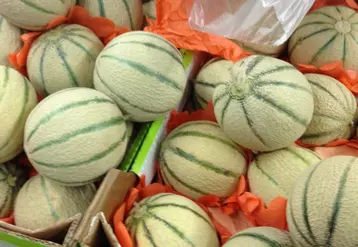 Melons dans le rayon d'un supermarché.