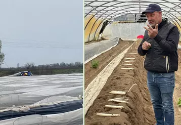 Guillaume Thomas, producteur en Maine-et-Loire et à gauche des saisonniers qui s'affairent à la récolte des asperges. 