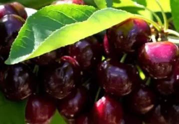 Cerises du Ventoux sur arbre