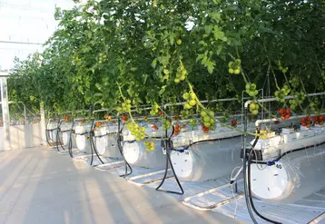 Les serres semi-fermées sont performantes mais dépendent encore beaucoup des énergies fossiles.