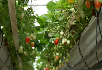 fraise hors-sol serre
