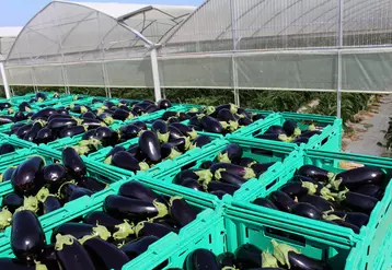 La moitié des acheteurs souhaitent pouvoir acquérir de l’aubergine française de juin à septembre.