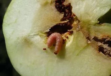 carpocapse pomme