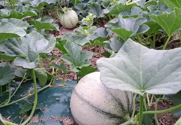 La pluie du printemps a perturbé la pollinisation des fleurs.