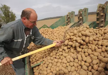Plantation de pomme de terre variété markise, sous contrat avec un industriel de la transformation agroalimentaire Mc Cain. Agriculteur. Plant de pommes de terre