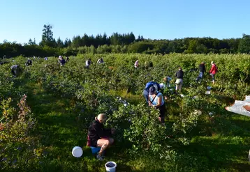 La conduite en pleine terre représente 95 % des surfaces de myrtilles en France. La densité de plantation est généralement de 3 300 plants par hectare.