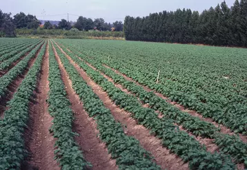 Cultures / pomme de terre