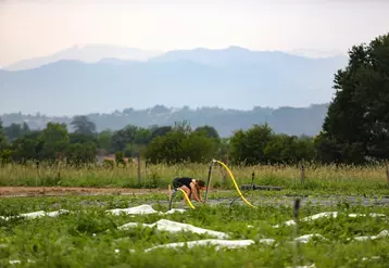 Pour relocaliser 10 % de la consommation de légumes frais autour de villes comme Pau, il faudrait créer sur le territoire 50 à 100 fermes maraîchères de 2 ha.