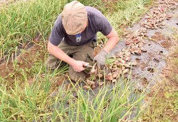 Des problèmes sanitaires dus au Botrytis ont marqué la saison 2023 en Bretagne.