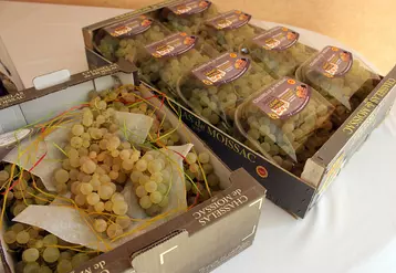 raisin - Chasselas moissac