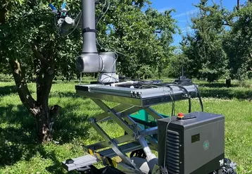 robot de récolte des mirabelles - Syracus