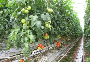 Le passage aux variétés résistantes est plus avancée en tomate grappe et ronde grâce au travail des semenciers dans ces segments. 