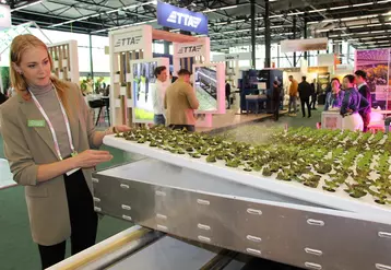 Salade : 8 équipements innovants pour produire en hors-sol