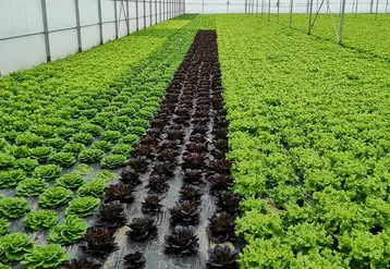 La sélection variétale en salade s’est complexifiée ces dernières années, avec notamment la lutte contre le mildiou et la fusariose.