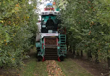<em class="placeholder">Récolte mécanique des pommes à cidre. Verger de pomme. Arboriculture fruitière. Machine en Cuma. Matériel agricole. </em>