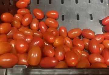 Tomates cerise allongées du Maroc vendues en France 