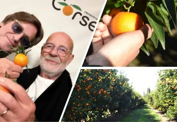 Montage de trois photos sur la clémentine de Corse : à gauche deux personnes (Thomas Dutronc et Jean-Paul Mancel) trinquent avec une clémentine de Corse. En haut à droite : une main cueille une clémentine de Corse. En bas à droite : un verger de clémentine de Corse.